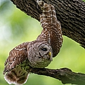 Relaxing Male Barred Owl Photograph by Puttaswamy Ravishankar Relaxing Male Barred Owl Photograph by Puttaswamy Ravishankar