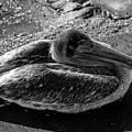 Relaxing Pelican by Robert Wilder Jr