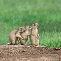 Relaxing Utah Prairie Dogs Cynomys Parvidens Wild Utah Photograph by Dave Welling Relaxing Utah Prairie Dogs Cynomys Parvidens Wild Utah Photograph by Dave Welling
