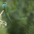 Resplendent quetzal in the Mist by Puttaswamy Ravishankar