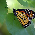 Resting Beauty - Monarch Butterfly on Leaf by Nikolyn McDonald