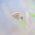 Resting Common Blue Butterfly Photograph by Anita Nicholson Resting Common Blue Butterfly Photograph by Anita Nicholson