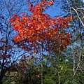 Return to Autumn Photograph by Phil Perkins Return to Autumn Photograph by Phil Perkins