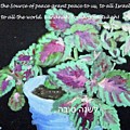 RH card with coleus 5782 Painting by Linda Feinberg RH card with coleus 5782 Painting by Linda Feinberg