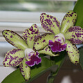 Ric Waianae Leopard Ching Hua Orchid by Deborah Benoit