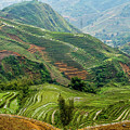 Rice Terraces of Lao Cai Photograph by Arj Munoz Rice Terraces of Lao Cai Photograph by Arj Munoz