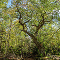 Ricks Oak Tree 3 Photograph by Connie Publicover Ricks Oak Tree 3 Photograph by Connie Publicover