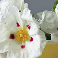 Rim Full Of Flowers Photograph by NL Galbraith Rim Full Of Flowers Photograph by NL Galbraith