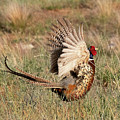 Ring-necked Pheasant Call of the Wild by Dennis Hammer Ring-necked Pheasant Call of the Wild by Dennis Hammer