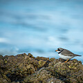 Ringed Plover by Nigel R Bell