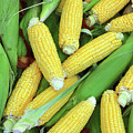 Ripe Corn - Food Background Photograph by Mikhail Kokhanchikov Ripe Corn - Food Background Photograph by Mikhail Kokhanchikov