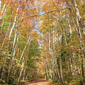 Road to the Trailhead Photograph by Robert Carter Road to the Trailhead Photograph by Robert Carter