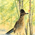 Greater Roadrunner Ocotillo Palo Verde Sunlit Morning by Barbara Chichester