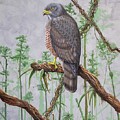 Roadside Hawk by Barry Kent MacKay