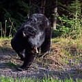 Roaming Black Bear by Thomas Nay