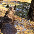 Roaring Otter Photograph by Mingming Jiang Roaring Otter Photograph by Mingming Jiang