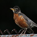 Robin On Rusty A Fence Photograph by Demetrai Johnson Robin On Rusty A Fence Photograph by Demetrai Johnson