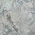 Rock Lichen Photograph by Theresa Tahara Rock Lichen Photograph by Theresa Tahara