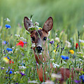 Roe Deer Amid Wildflowers by Ronald Stiefelhagen Roe Deer Amid Wildflowers by Ronald Stiefelhagen