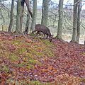 Roe deer in a beechwood in winter by Phil Banks