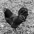 Rooster BW Photograph by Cathy Anderson Rooster BW Photograph by Cathy Anderson