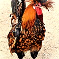 Rooster Photo 136 Photograph by Lucie Dumas Rooster Photo 136 Photograph by Lucie Dumas