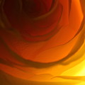 Rose 2321 Photograph by Julie Powell Rose 2321 Photograph by Julie Powell