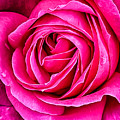 Rose 3 by Donald Kinney