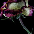 Rose 3092 Photograph by Julie Powell Rose 3092 Photograph by Julie Powell