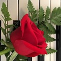 Rose and Keyboard featured Photograph by Catherine Wilson Rose and Keyboard featured Photograph by Catherine Wilson