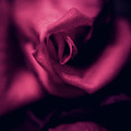 Rose in vertical Photograph by Anamar Pictures Rose in vertical Photograph by Anamar Pictures