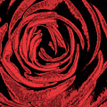 Rose Digital Art by MPhotographer Rose Digital Art by MPhotographer