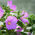 Rose of Sharon - Hibiscus syriacus - Beckley Creek Park - Louisville, Kentucky by Gary Whitton