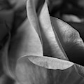 Rose Petals BW Photograph by Natalie Dowty Rose Petals BW Photograph by Natalie Dowty