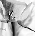 Rose Sepal BW Photograph by Natalie Dowty Rose Sepal BW Photograph by Natalie Dowty