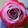 Rose Swirl Photograph by Mary Anne Delgado Rose Swirl Photograph by Mary Anne Delgado