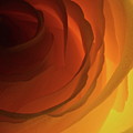 Rose Yellow 2295 Photograph by Julie Powell Rose Yellow 2295 Photograph by Julie Powell