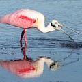 Roseate Spoonbill 17 Photograph by Mingming Jiang Roseate Spoonbill 17 Photograph by Mingming Jiang