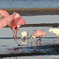 Roseate Spoonbill 9 Photograph by Mingming Jiang Roseate Spoonbill 9 Photograph by Mingming Jiang