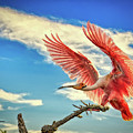 Roseate Spoonbill Photograph by DB Hayes Roseate Spoonbill Photograph by DB Hayes