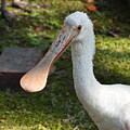 Roseate Spoonbill by Robert Sharpe