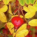 Rosehip. Winter is coming. Photograph by Elena Perelman Rosehip. Winter is coming. Photograph by Elena Perelman