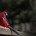 Rosella 1 by Leigh Henningham Rosella 1 by Leigh Henningham
