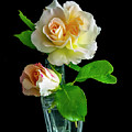 Roses Photograph by Cathy Kovarik Roses Photograph by Cathy Kovarik
