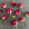 Roses on Wood Photograph by Francis Smith Brown Roses on Wood Photograph by Francis Smith Brown