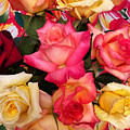 Roses, Roses Photograph by Jeanette French Roses, Roses Photograph by Jeanette French