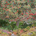 Rowan Tree, Bilberries and Heather Photograph by Anita Nicholson Rowan Tree, Bilberries and Heather Photograph by Anita Nicholson