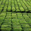 Rows of Tea by Denise Kopko
