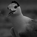 Royal Tern Blowing Bubbles Panorama by John F Tsumas