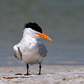Royal Tern by Photobuphs Nature Photography